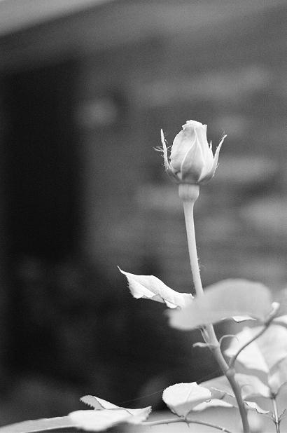 Bud