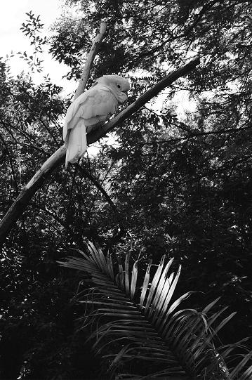 Cockatoo