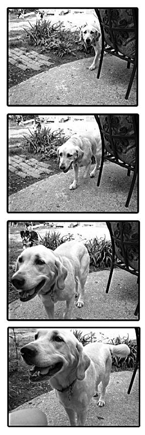 Come Dog