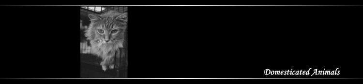 Domesticated - banner
