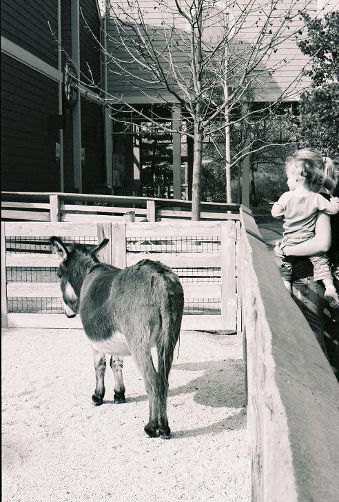 Donkey