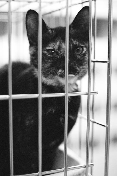 Encaged