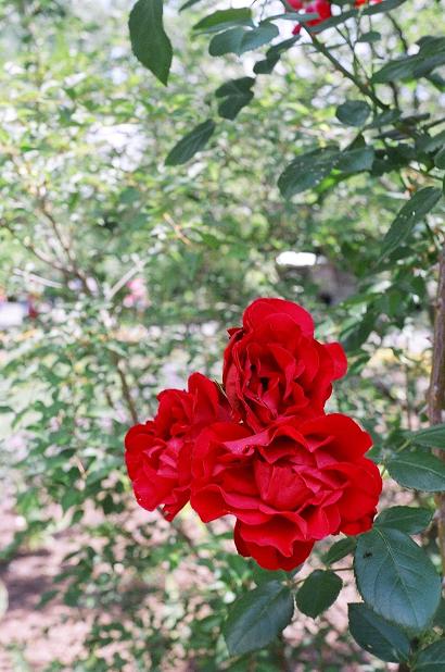 FlowerII