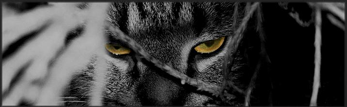 Freaky Cat