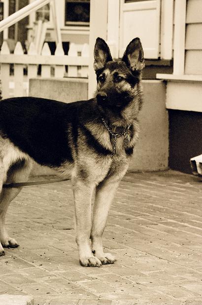 German