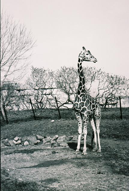 Giraffe