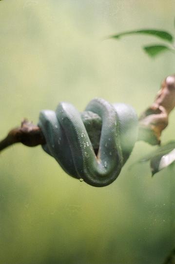 Green Snake