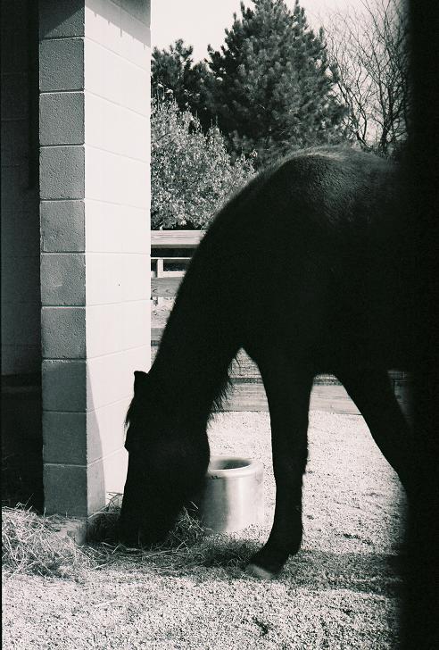 Horse