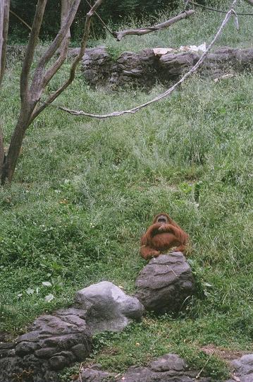Orangutan