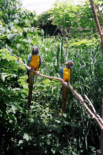 Parrots