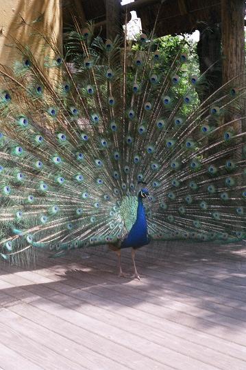 Peacock