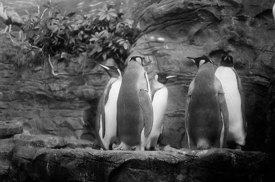 Penguins