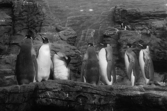 PenguinsII