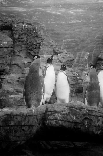 PenguinsIII