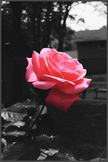 Rose
