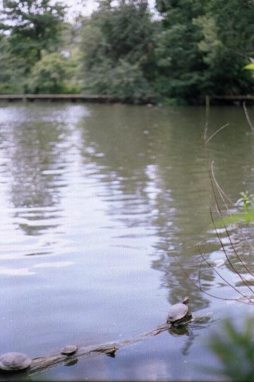 Turtles