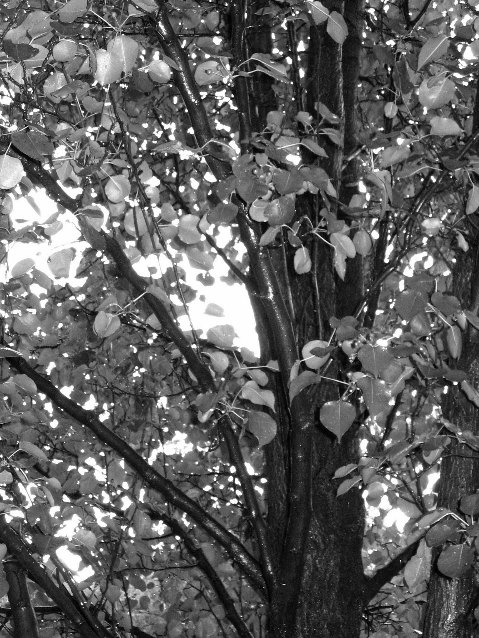 Wet Tree