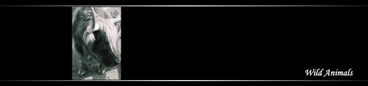 Wild Animals - banner