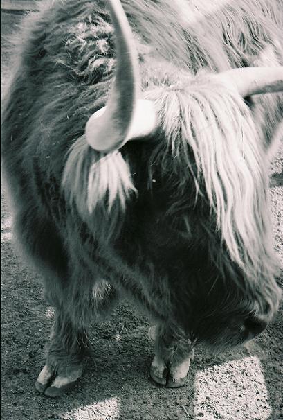Yak