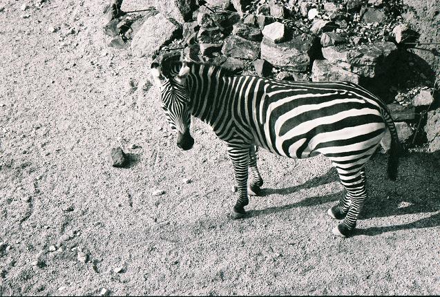Zebra