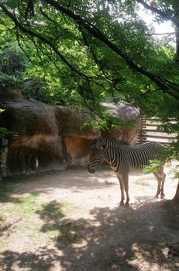 Zebra II