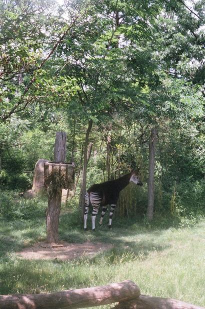 Okapi