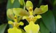 Oncidium longipes1 (flor-En2001-) clic para ampliar