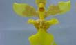 Oncidium longipes1 (flor2-En2001-) clic para ampliar