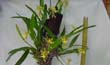 Oncidium longipes1 (planta-en2001-)clic para ampliar