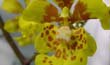 Oncidium pulvinatum1 (flor-En2001-) clic para ampliar