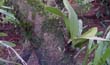 Oncidium pulvinatum1 (planta3-En2001-) clic para ampliar