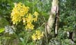 Oncidium pulvinatum1 (planta2-en2001-) clic para ampliar