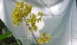 Oncidium pulvinatum1 (planta-en2001-) clic para ampliar