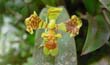 Oncidium riograndense1 (Flor1-En2001-) clic para ampliar