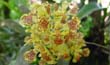 Oncidium riograndense1 (Flor2-En2001-) clic para ampliar