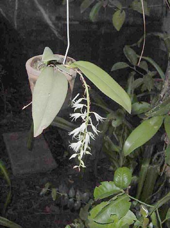 Warmingia eugenii1 (Flor-en2001-) clic para ampliar