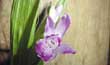 Bletilla striata (flor-Julio2001-) clic para ampliar