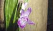 Bletilla striata (Flor2-Julio200-) clic para ampliar