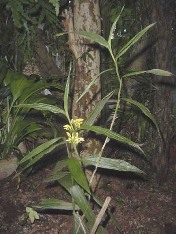 Corymborchis flava (Flor1-Mar2001-) clic para ampliar