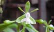 Epidendrum paniculatum (Flor2-Mar2001-)