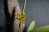 Pleurothallis ochrasia (flor1-abril2001-) clic para ampliar