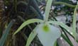 Brassavola tuberculata (flor2-en2001-) lic para ampliar