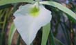 Brassavola tuberculata (flor-en2001-) clic para ampliar