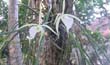 Brassavola tuberculata (planta y flor-en2001-)clic para ampliar