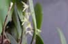Peurothallis ovobata (Flor2-abril2001-) clic para ampliar