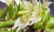 Pleurothallis sp.-(Junio 2001- Flor- Nativa Brasil) clic para ampliar