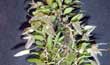Pleurothallis.sp.-(Junio2001--Nativa Brasil) clic para ampliar
