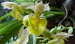 Catasetum fimbriatum (Flor-En2001-) clic para ampliar