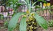 Catasetum fimbriatum var tropicalis (Planta1-En2001-) clic para ampliar