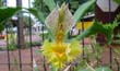 Catasetum fimbriatum var tropicalis (Flor1-En2001-) clic para ampliar